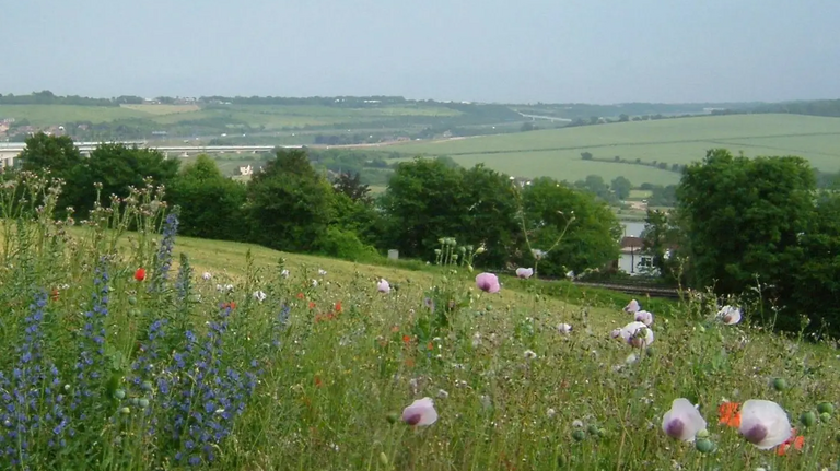 Kent Downs fields / flowers